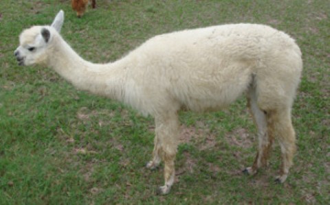 Alpaca For Sale - A&M  NASREEN  WHITE  FLOWER at A&M Alpaca Ranch